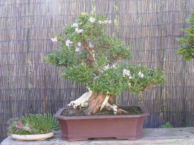 图解 18年来制作鼠刺盆景的过程