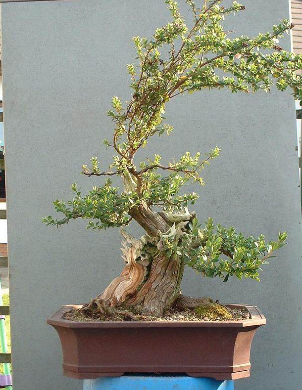 图解 18年来制作鼠刺盆景的过程