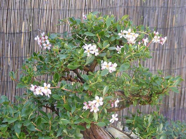 图解 18年来制作鼠刺盆景的过程