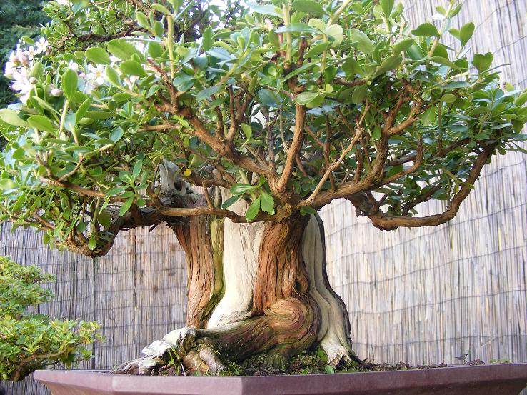 图解 18年来制作鼠刺盆景的过程