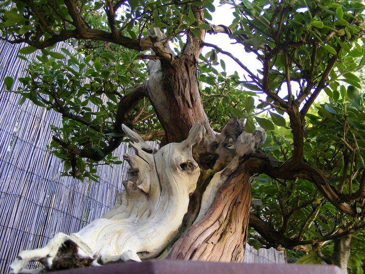 图解 18年来制作鼠刺盆景的过程