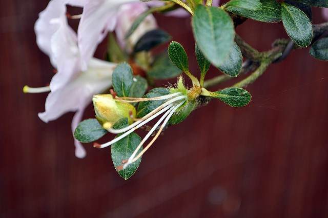 如何修剪小月杜鹃花盆景 图片