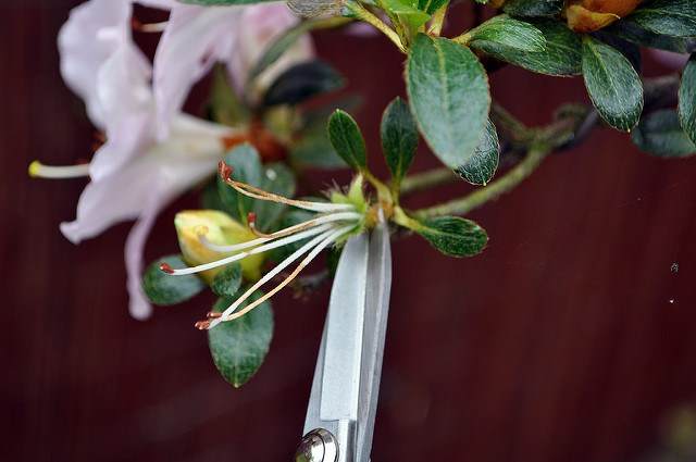 如何修剪小月杜鹃花盆景 图片