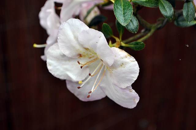 如何修剪小月杜鹃花盆景 图片