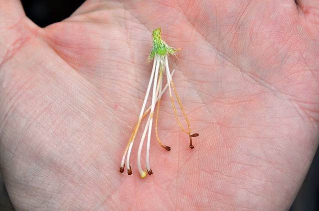 如何修剪小月杜鹃花盆景 图片