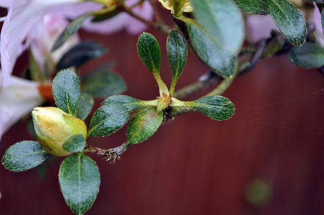 如何修剪小月杜鹃花盆景 图片