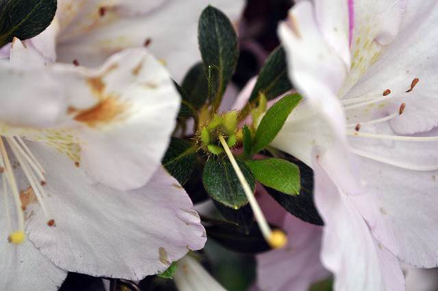 如何修剪小月杜鹃花盆景 图片
