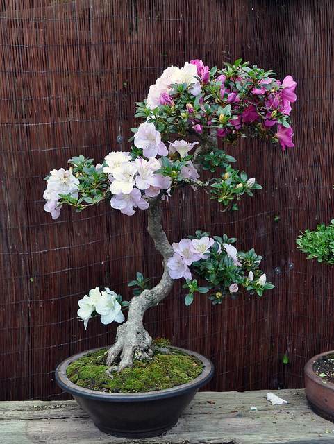 如何修剪小月杜鹃花盆景 图片