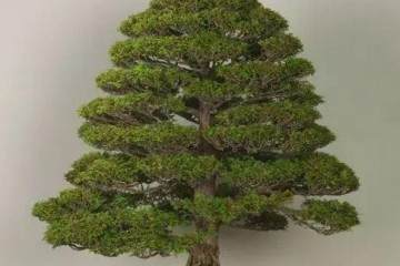 2003年度鼎园盆景创作奖评选方案