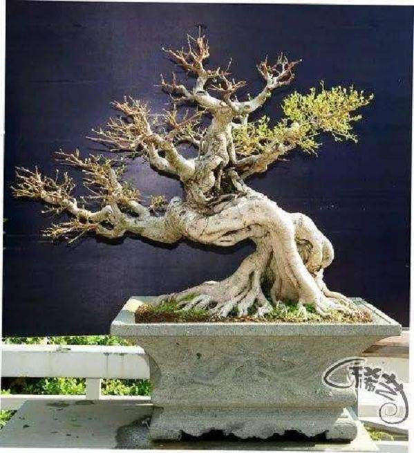 详细的日本盆景历史