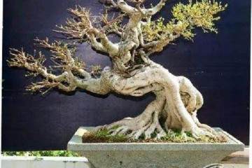 详细的日本盆景历史