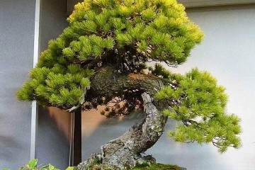 日本采取了许多文化商标中国盆景也被介绍到日本