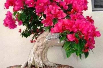 为什么盆景班是最冷清的 报名的太少？