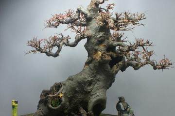 《图说中国盆景史》一书 目前还未正式出版