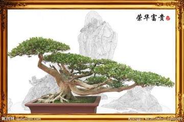 黄启玉编著《盆景制作与养护》一书 出版发行