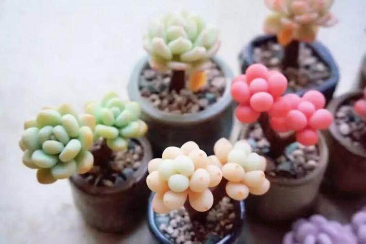 多肉养殖必须要知道的六个要点