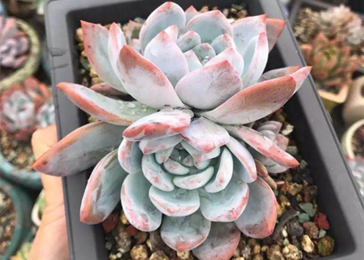 多肉施肥这也简单操作 谁都懂？