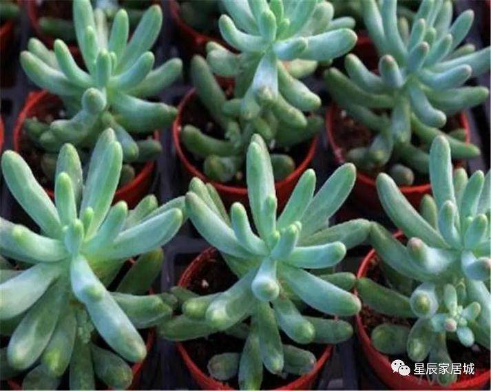 多肉的修剪方法 学会这些 让你的多肉轻松爆盆