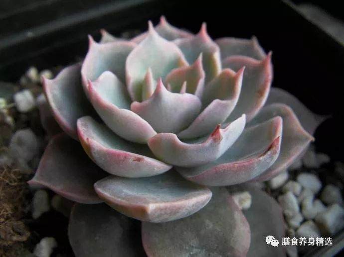 多肉养不活 买家做成菜饱餐了一顿 图片