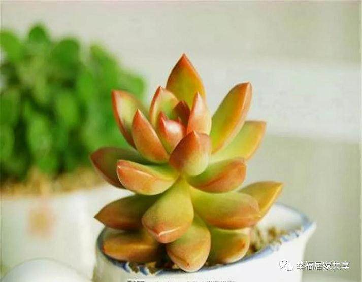 多肉黄丽应该怎么养?要掌握这几点