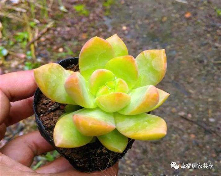 多肉黄丽应该怎么养?要掌握这几点