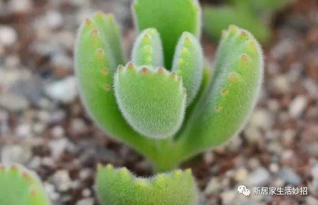 多肉熊童子掉叶子 就用这4个小诀窍