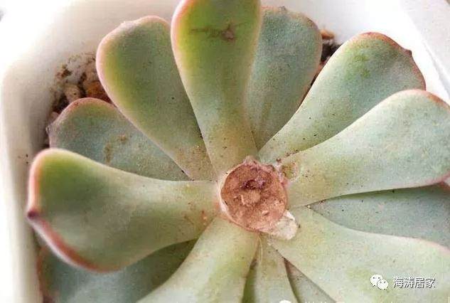 冬天个多肉砍头还能活吗?