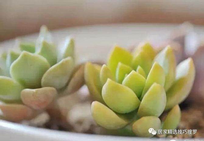 夏季断水的 控水厉害的和休眠的多肉