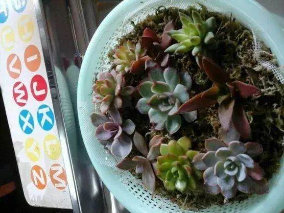 多肉盆里塞点它 呼呼冒白根 长得壮实不招虫
