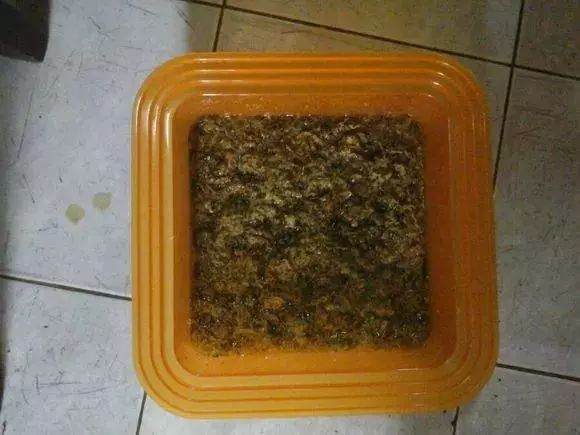 多肉盆里塞点它 呼呼冒白根 长得壮实不招虫