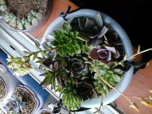 多肉盆里塞点它 呼呼冒白根 长得壮实不招虫