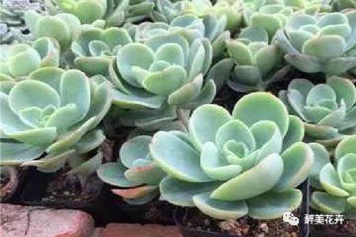 多肉碧桃的简单养法!