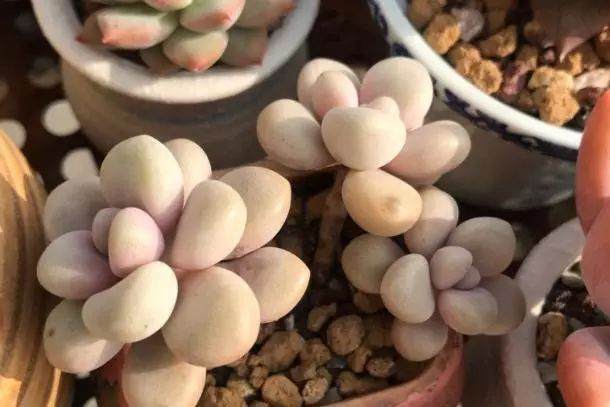 多肉植物开出了花 要果断剪掉 避免消耗养分！