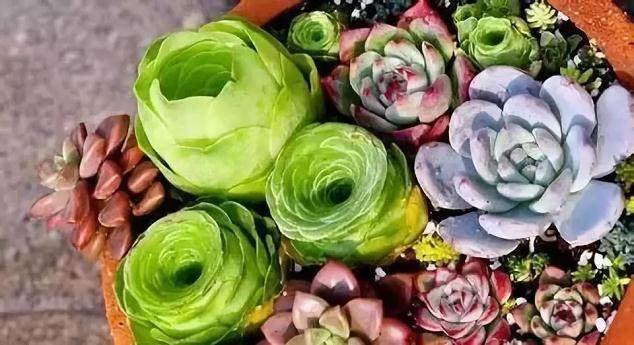 手把手教你给多肉植物换盆 让多肉很快爆盆