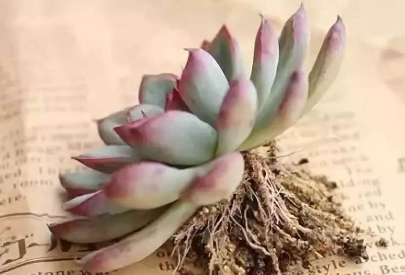 手把手教你给多肉植物换盆 让多肉很快爆盆