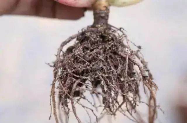 手把手教你给多肉植物换盆 让多肉很快爆盆