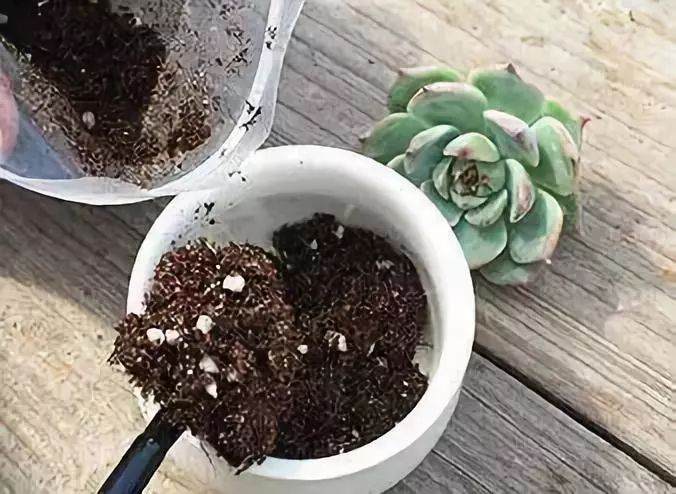 手把手教你给多肉植物换盆 让多肉很快爆盆