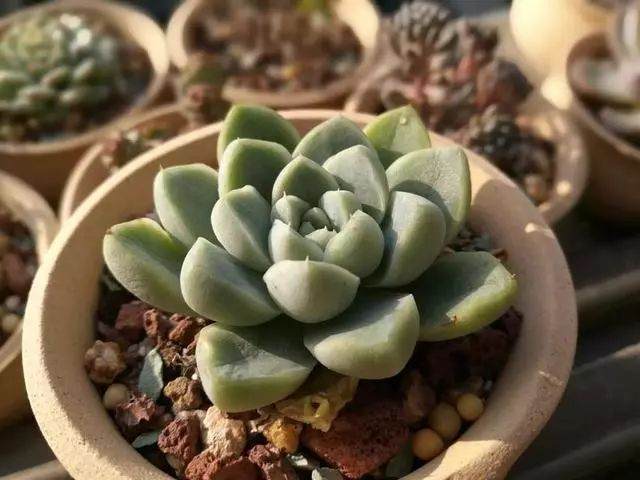 多肉变胖的2个关键 露养和雨水 图片