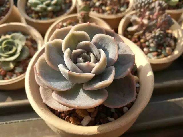 多肉变胖的2个关键:露养和雨水!