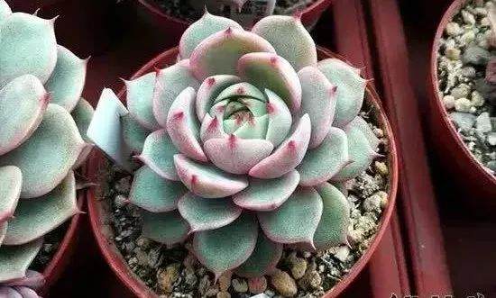 多肉植物冬天怎么养护？