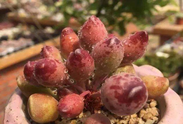 养多肉 这三忌不能犯 否则多肉会被养死