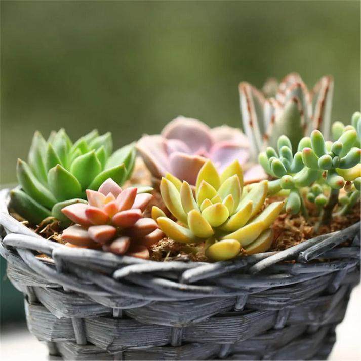 多肉植物的养殖确实更加的适合年轻人