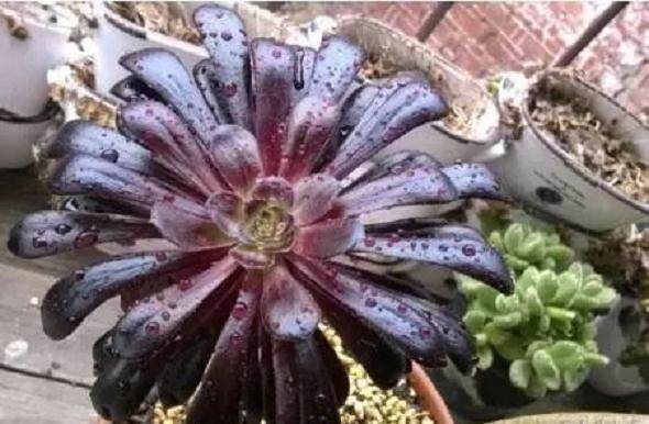 养的多肉黑法师老是掉叶子 原因在这里