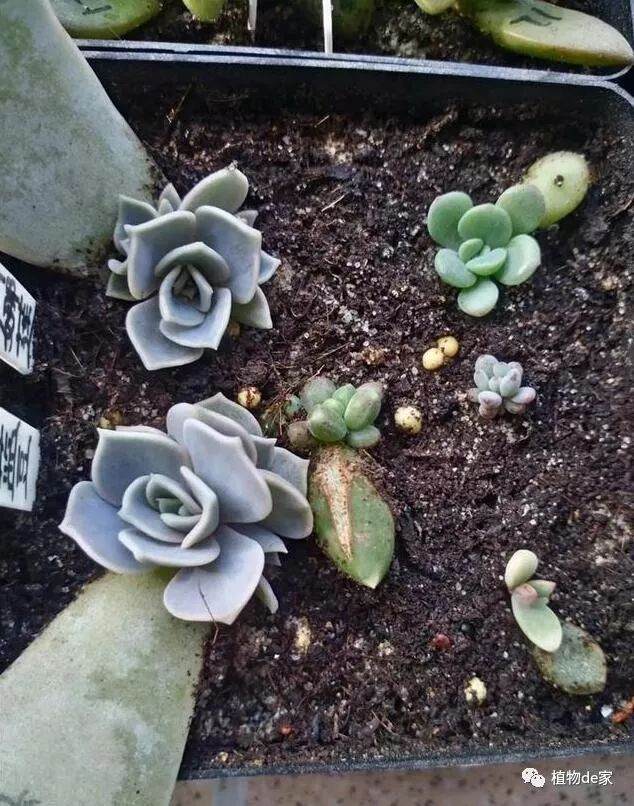冬季给多肉叶插 用这个方法无惧严寒