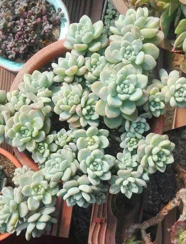 夏型种多肉 在夏季千万不要断水