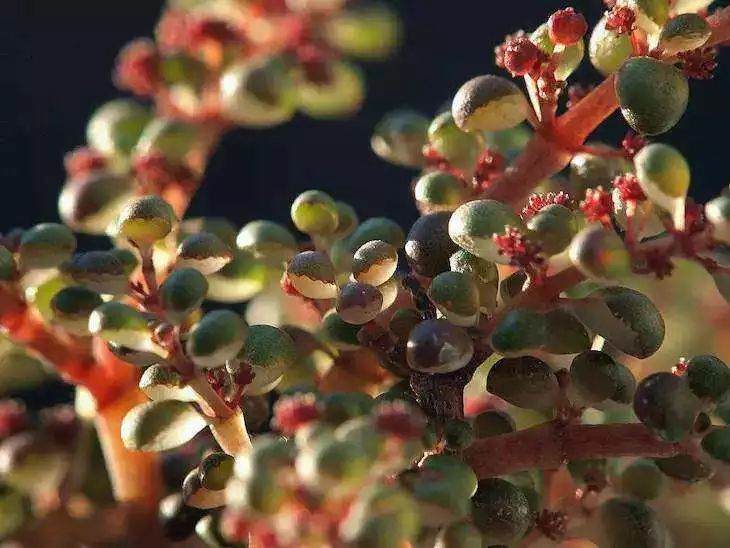 露镜更好养活 在光照方面也比多肉需要的少很多