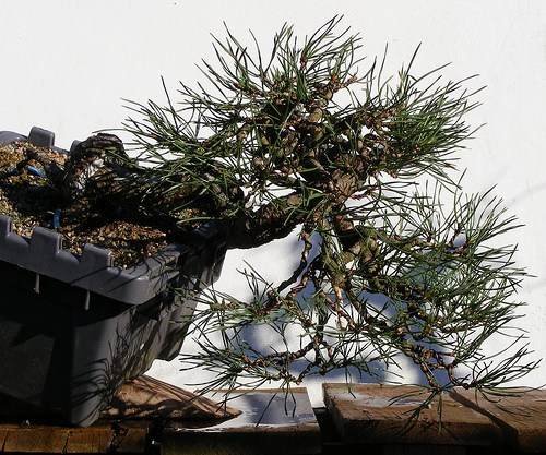 图解1998-2010年制作苏格兰松树盆景的过程