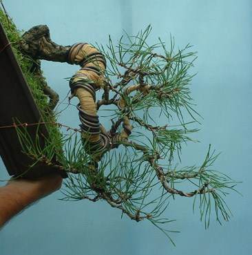 图解1998-2010年制作苏格兰松树盆景的过程