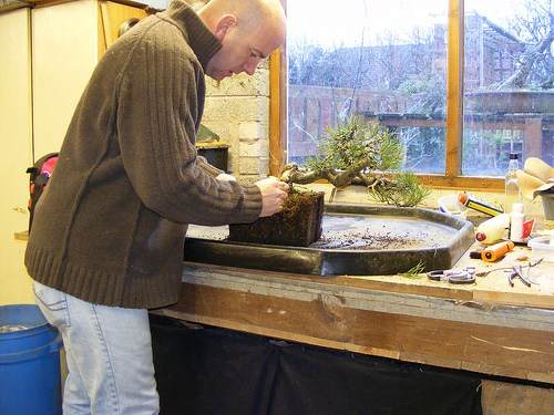 图解1998-2010年制作苏格兰松树盆景的过程