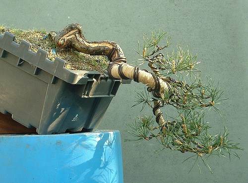 图解1998-2010年制作苏格兰松树盆景的过程